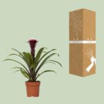 Guzmania Fransesca - Ø12 ↕45 - Image 3