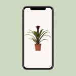 Guzmania Fransesca - Ø12 ↕45 - Image 4