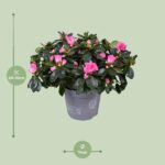 Azalee Rosa Vogel - Ø14cm - ↕30cm - Image 2