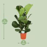 Ficus Lyrata - Ø24cm - ↕110cm - Image 2