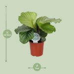 Calathea Orbifolia - Ø14cm - ↕45cm - Image 2