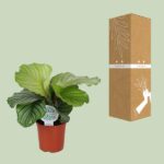 Calathea Orbifolia - Ø14cm - ↕45cm - Image 3