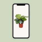 Calathea Orbifolia - Ø14cm - ↕45cm - Image 4