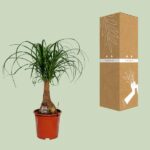 Beaucarnea Nolina - Ø19cm - ↕60cm - Image 3