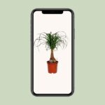 Beaucarnea Nolina - Ø19cm - ↕60cm - Image 4