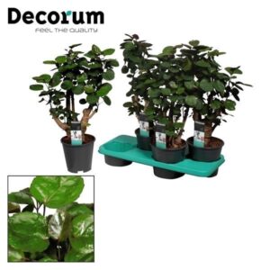 Polyscias Fabian - Ø17cm - ↕60cm