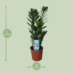 Zamioculcas Zamiifolia - Ø14cm - ↕55cm - Image 2