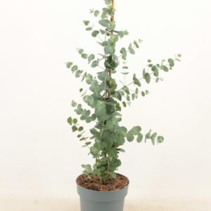 Eucalyptus Cinerea Silver Dollar 17cm Piramide - Ø17cm - ↕65cm