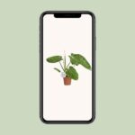 Philodendron Jose Buono - Ø15cm - ↕45cm - Image 4