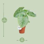 Philodendron Sodiroi - Ø15cm - ↕45cm - Image 2