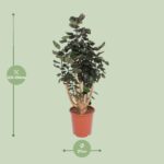 Polyscias Fabian - Ø27cm - ↕130cm - Image 2