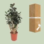 Polyscias Fabian - Ø27cm - ↕130cm - Image 3