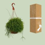 Rhipsalis Cassutha - Ø17cm - ↕45cm - Image 3