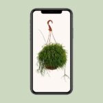 Rhipsalis Cassutha - Ø17cm - ↕45cm - Image 4