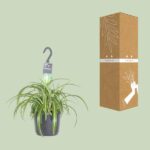 Chlorophytum Comosum Bonnie - Ø17cm - ↕35cm - Image 3