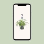 Chlorophytum Comosum Bonnie - Ø17cm - ↕35cm - Image 4