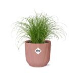 Cyperus Alternifolius Zumula in ELHO Vibes Fold 14cm rosa - Image 2