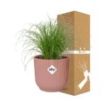 Cyperus Alternifolius Zumula in ELHO Vibes Fold 14cm rosa - Image 4