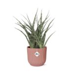 Sansevieria Fernwood Punk in ELHO Vibes Fold 14cm roze - Image 2
