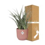 Sansevieria Fernwood Punk in ELHO Vibes Fold 14cm roze - Image 4