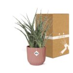 Sansevieria Fernwood Punk in ELHO Vibes Fold 14cm roze - Image 5