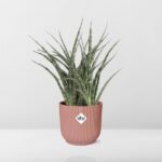 Sansevieria Fernwood Punk in ELHO Vibes Fold 14cm roze - Image 6