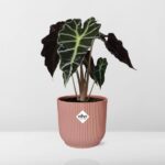Alocasia ‘Polly’ in ELHO Vibes Fold 14cm rosa - Image 6