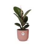 Ficus Elastica ‘Robusta’ in ELHO Vibes Fold 14cm rosa - Image 2
