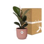 Ficus Elastica ‘Robusta’ in ELHO Vibes Fold 14cm rosa - Image 5