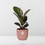 Ficus Elastica ‘Robusta’ in ELHO Vibes Fold 14cm rosa - Image 6