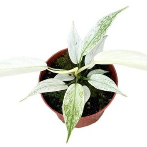 Philodendron Florida Ghost - Ø10 -5cm - ↕15cm