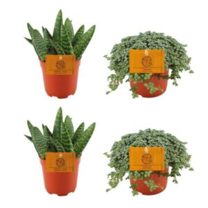 2x Aloe Paradisicum + 2x Pilea Glauca - 4 Stück - Ø10.5cm - ↕10cm