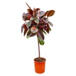 Ficus Elastica Belize auf Stamm - 130 cm - ø24