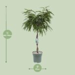 Ficus Mahori - Ø27cm - ↕120cm - Image 2
