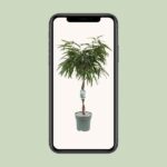 Ficus Mahori - Ø27cm - ↕120cm - Image 4
