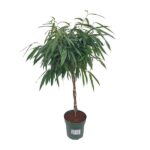 Ficus Mahori / Alii Geflochten - Ø27cm - ↕110cm