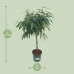 Ficus Mahori / Alii Geflochten - Ø27cm - ↕110cm - Image 2