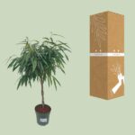 Ficus Mahori / Alii Geflochten - Ø27cm - ↕110cm - Image 3