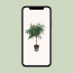 Ficus Mahori / Alii Geflochten - Ø27cm - ↕110cm - Image 4