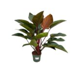 Philodendron Red Beauty - Ø27cm - ↕100cm