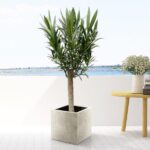 Nerium Oleander auf Stamm mit roter Blüte - 110cm - Ø22 - Image 3