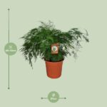 Asparagus Setaceus - Ø27cm - ↕70cm - Image 2