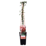 Lonicera japonica 'Red World' - ↨65cm - Ø15 - Image 2