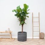 Ficus Lyrata Baum - 180cm - ⌀30 - Image 4