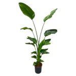 Strelitzia Nicolai - 170 cm - ⌀30