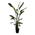 Strelitzia Nicolai - 170 cm - ⌀30 - Image 2