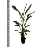 Strelitzia Nicolai - 170 cm - ⌀30 - Image 3