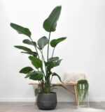 Strelitzia Nicolai - 170 cm - ⌀30 - Image 4