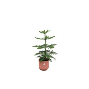 Kombi-Angebot - Araucaria (Zimmerfichte) inklusive elho Vibes Fold Round rosa Ø18 - 60 cm
