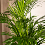 Areca-Palme - Ø19cm - ↕85cm - Image 3